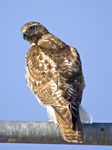 Red tailed Hawk